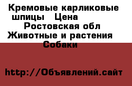 Кремовые карликовые шпицы › Цена ­ 40 000 - Ростовская обл. Животные и растения » Собаки   